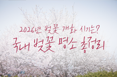 국내 벚꽃 명소 딱 짚어드립니다~🌸